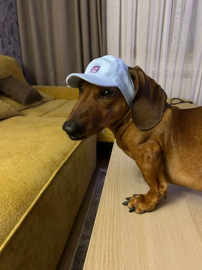 Лео на примірці