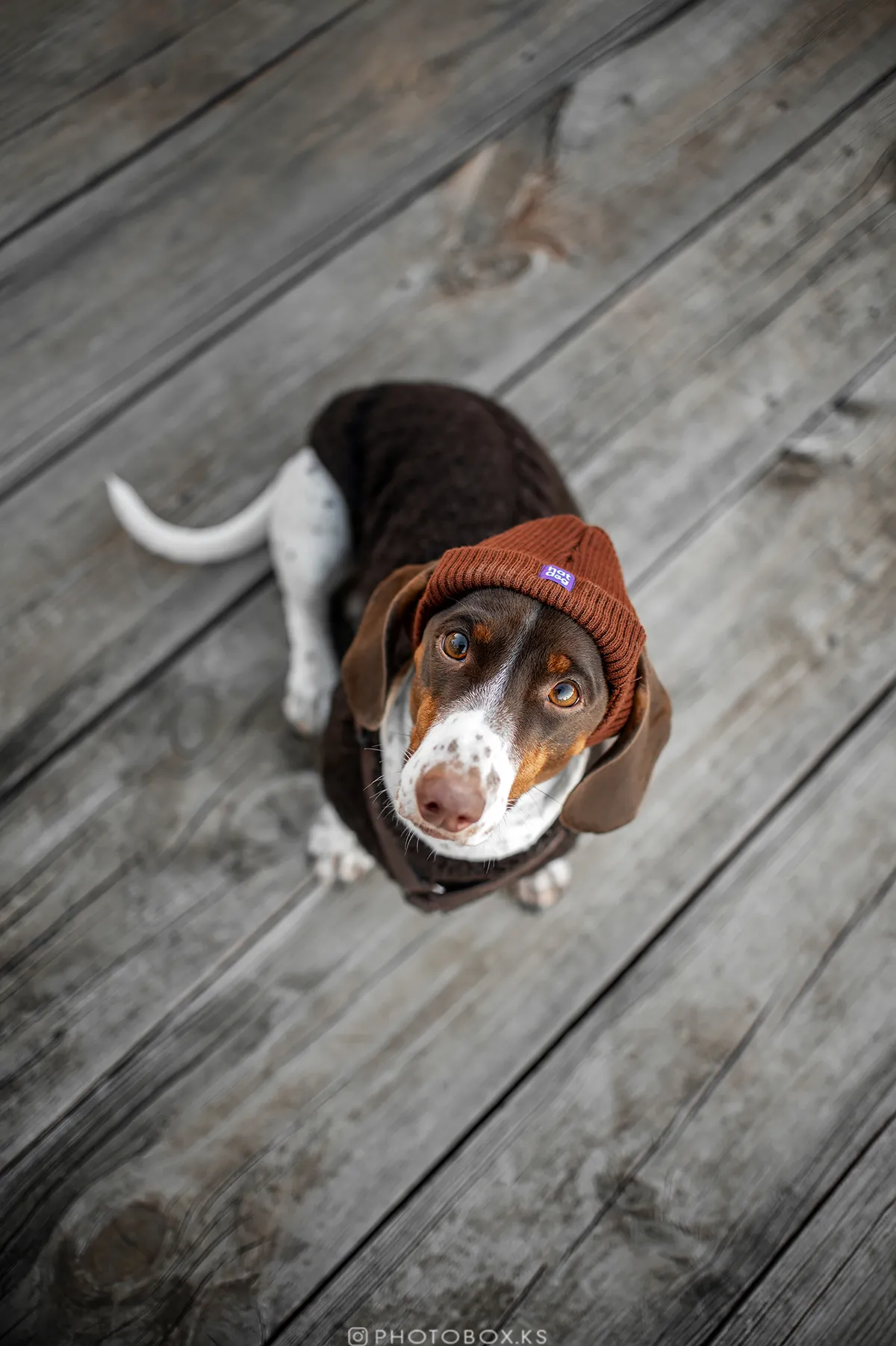 Скриншот hatdog.com.ua