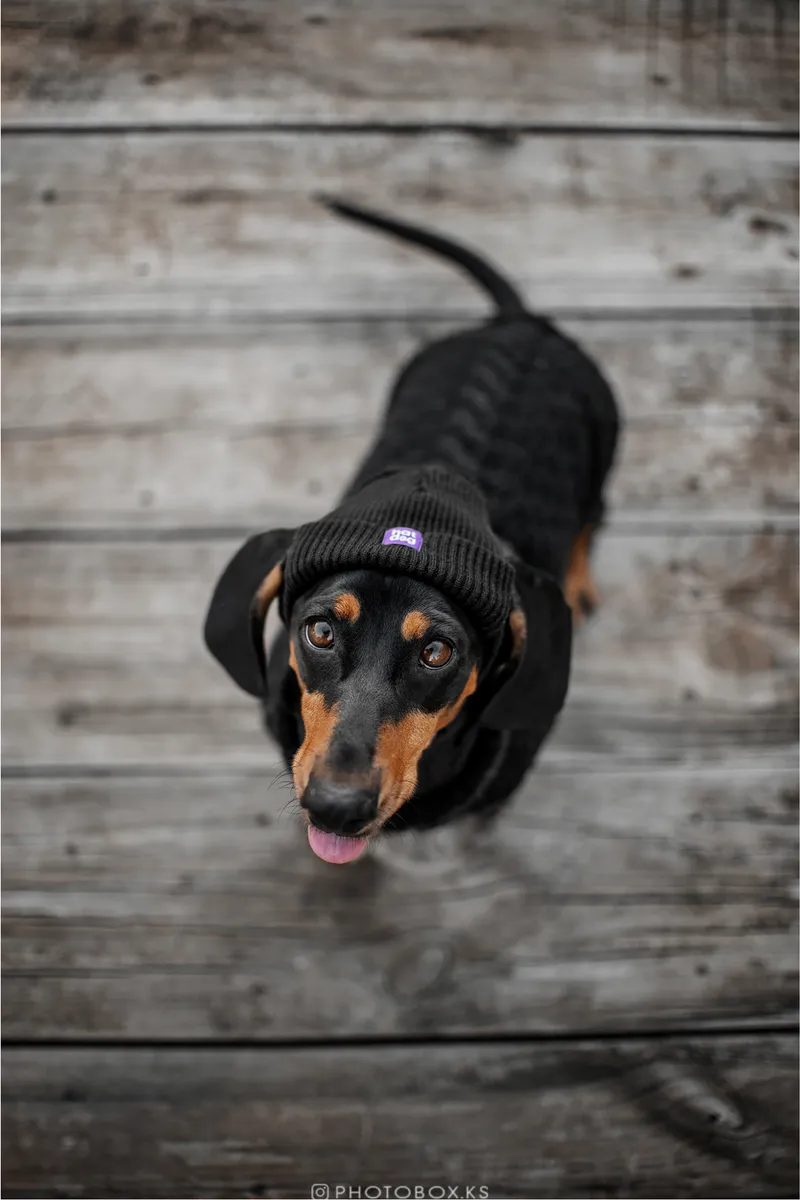 Шапка для собак Hat-Dog чорна — фото 5