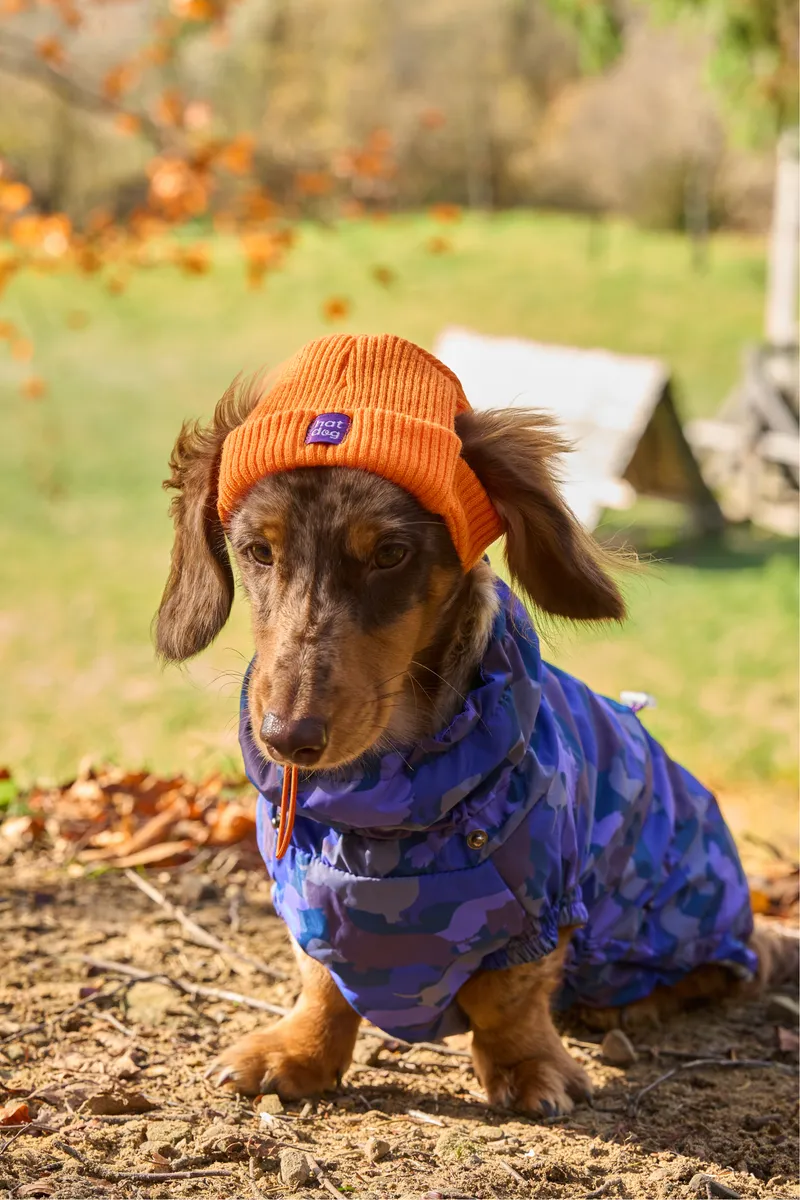 Шапка для собак Hat-Dog помаранчева — фото 5