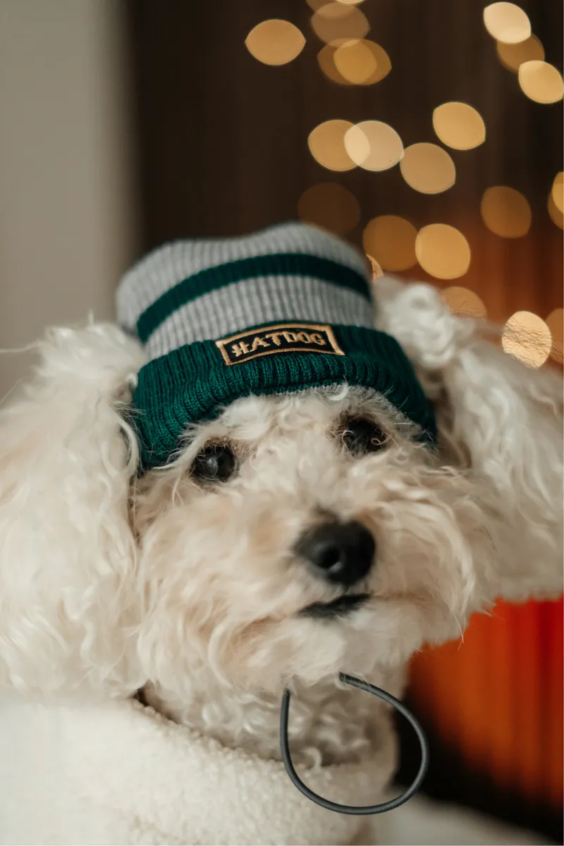 Шапка для собак Hat-Dog Слизерин — фото 5