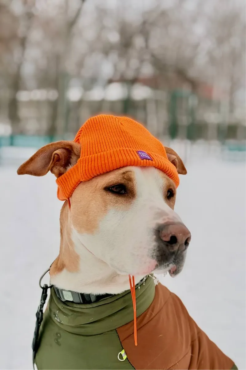 Шапка для собак Hat-Dog помаранчева — фото 2