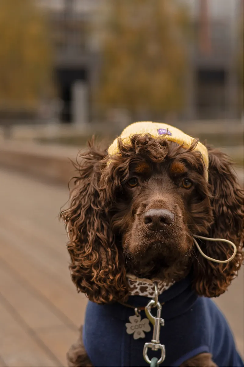 Шапка для собак Hat-Dog жовта — фото 2