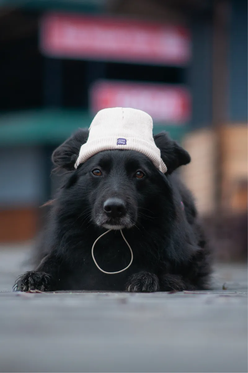 Шапка для собак Hat-Dog бежева — фото 4
