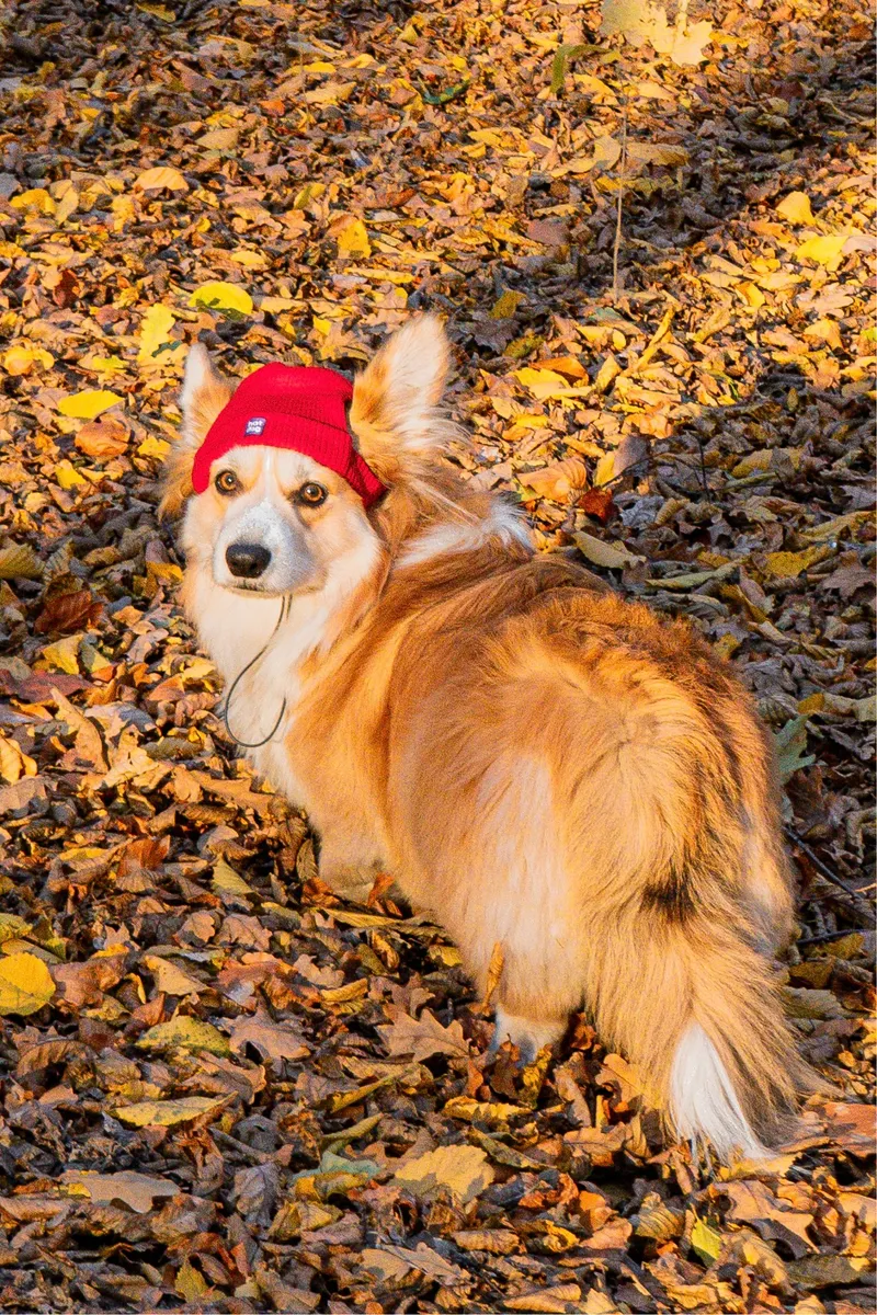 Шапка для собак Hat-Dog червона — фото 4