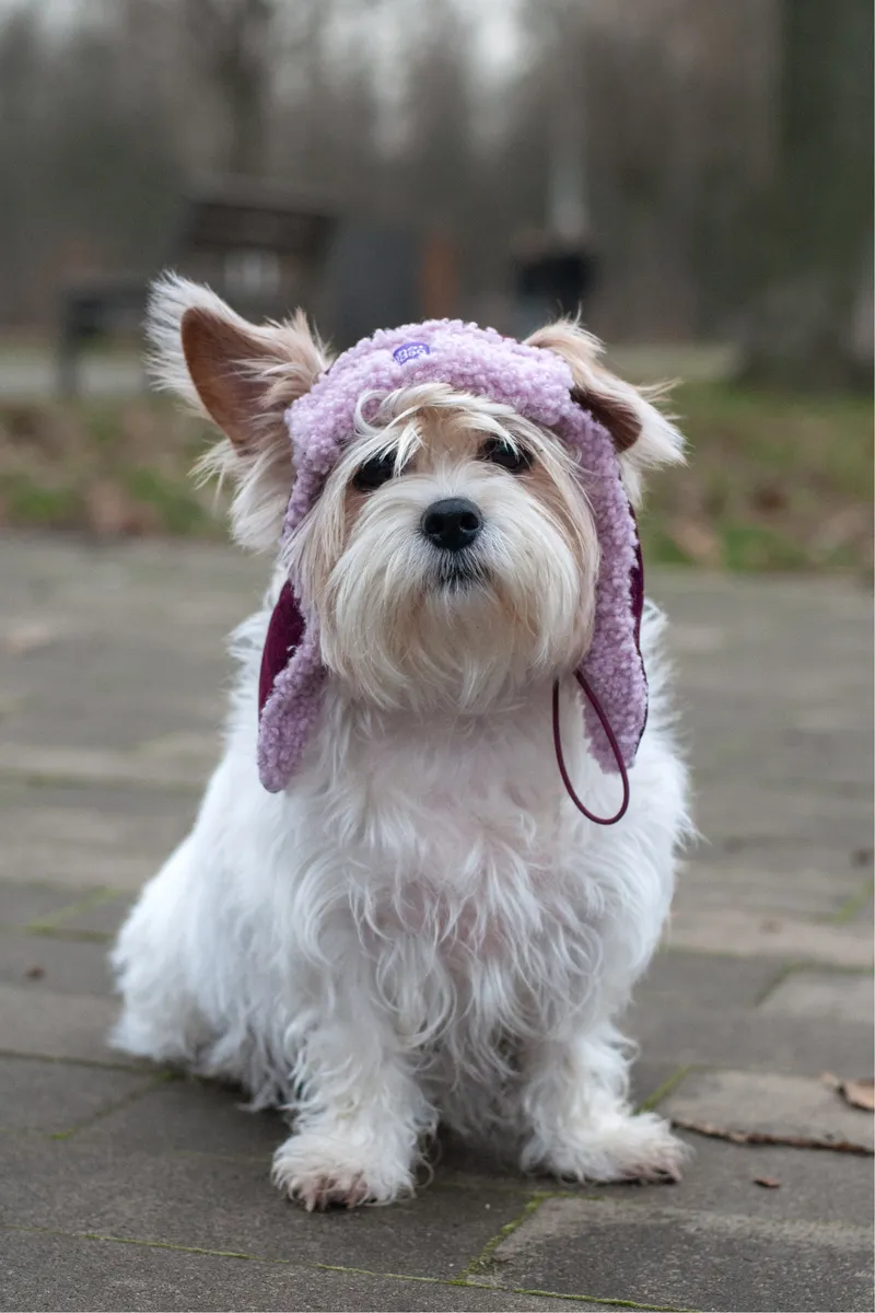 Шапка-вушанка для собак Hat-Dog Беррі — фото 2