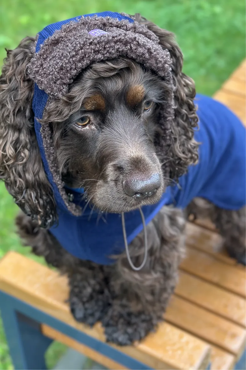 Шапка-вушанка для собак Hat-Dog Какао — фото 2