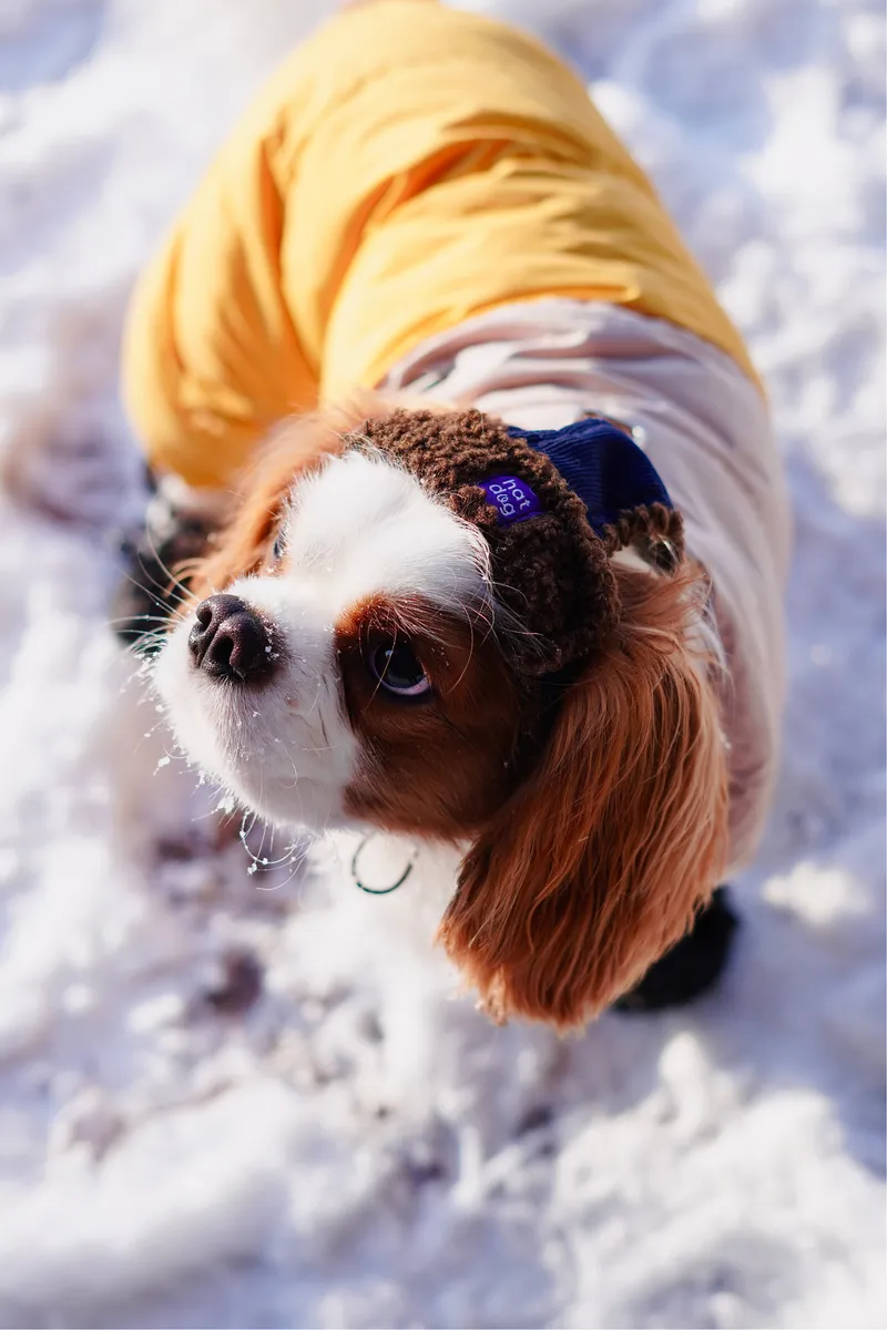 Шапка-вушанка для собак Hat-Dog Какао — фото 5