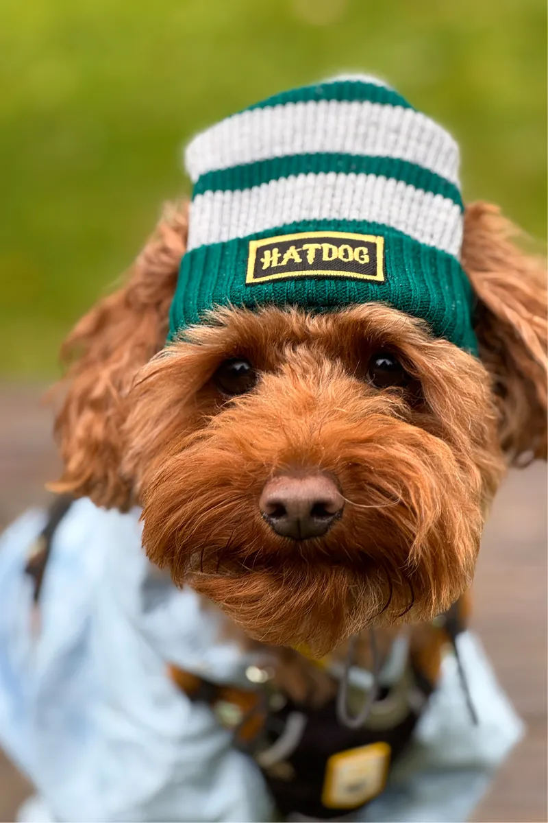 Шапка для собак Hat-Dog Слизерин — фото 2