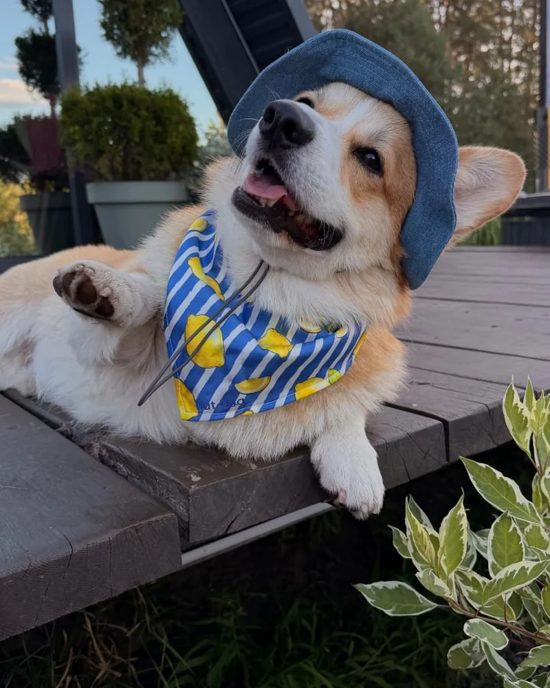 Коргі в джинсовій панамі та бандані Hat-Dog