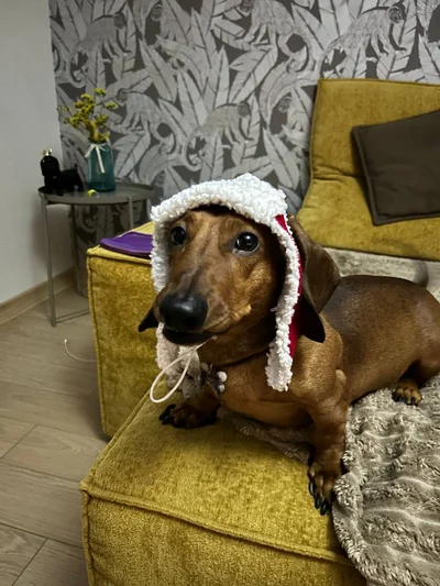 Лео на примірці