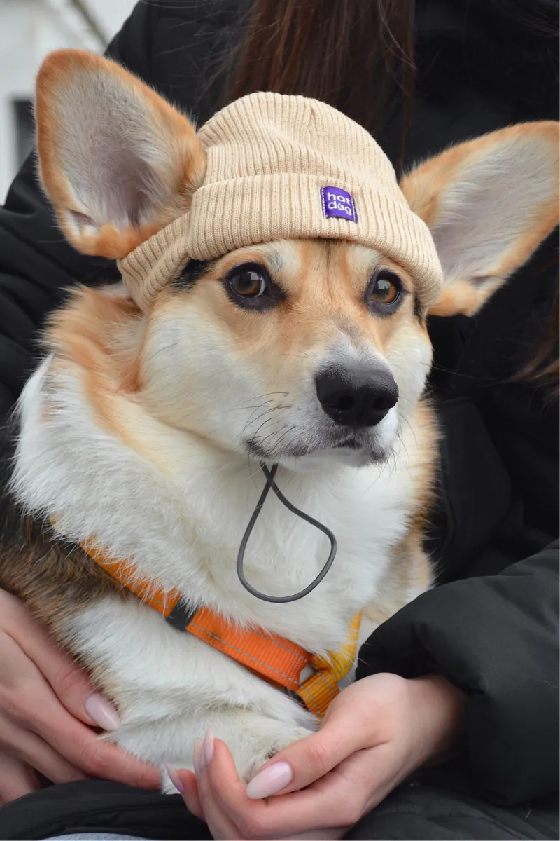 Шапка для собак Hat-Dog бежева — фото 3