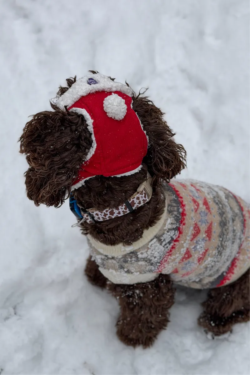 Шапка-вушанка для собак Hat-Dog Новорічна — фото 6