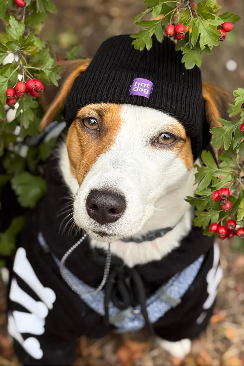 Шапка для собак Hat-Dog чорна — фото 2