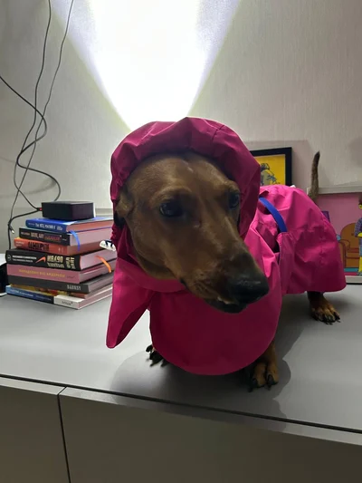 Лео на примірці