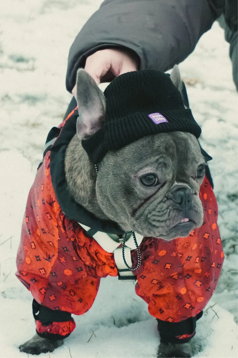 Шапка для собак Hat-Dog чорна — фото 6