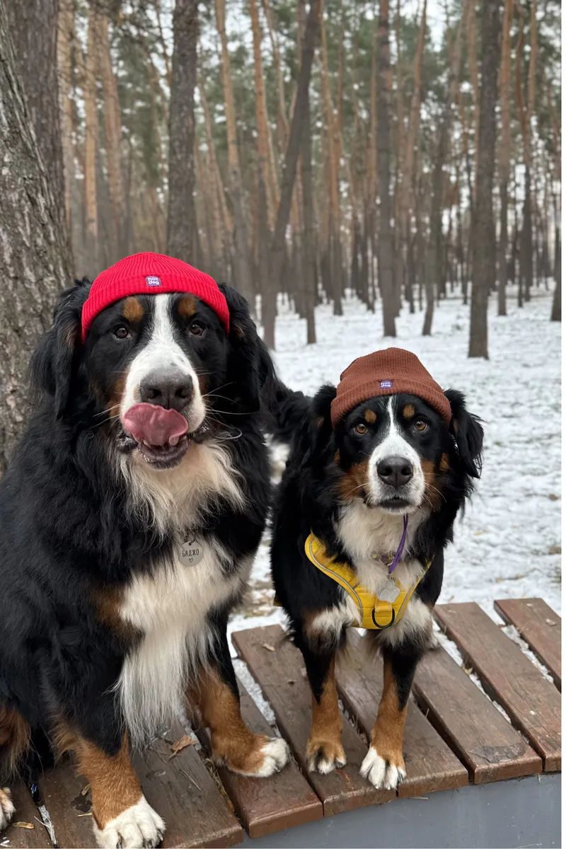Шапка для собак Hat-Dog червона — фото 3