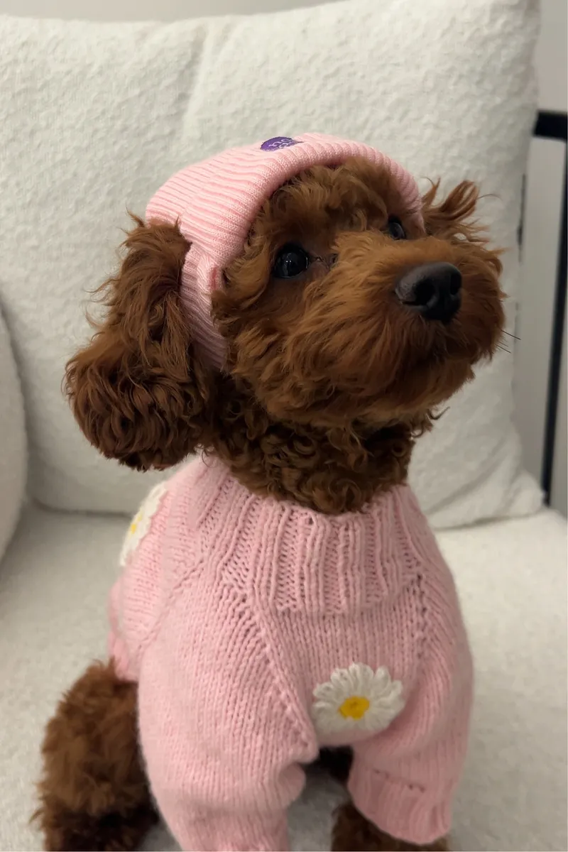 Шапка для собак Hat-Dog рожева — фото 2