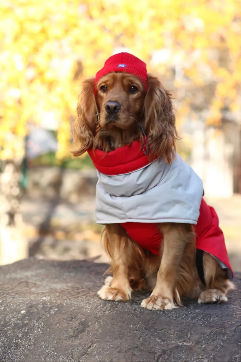 Шапка для собак Hat-Dog червона — фото 7