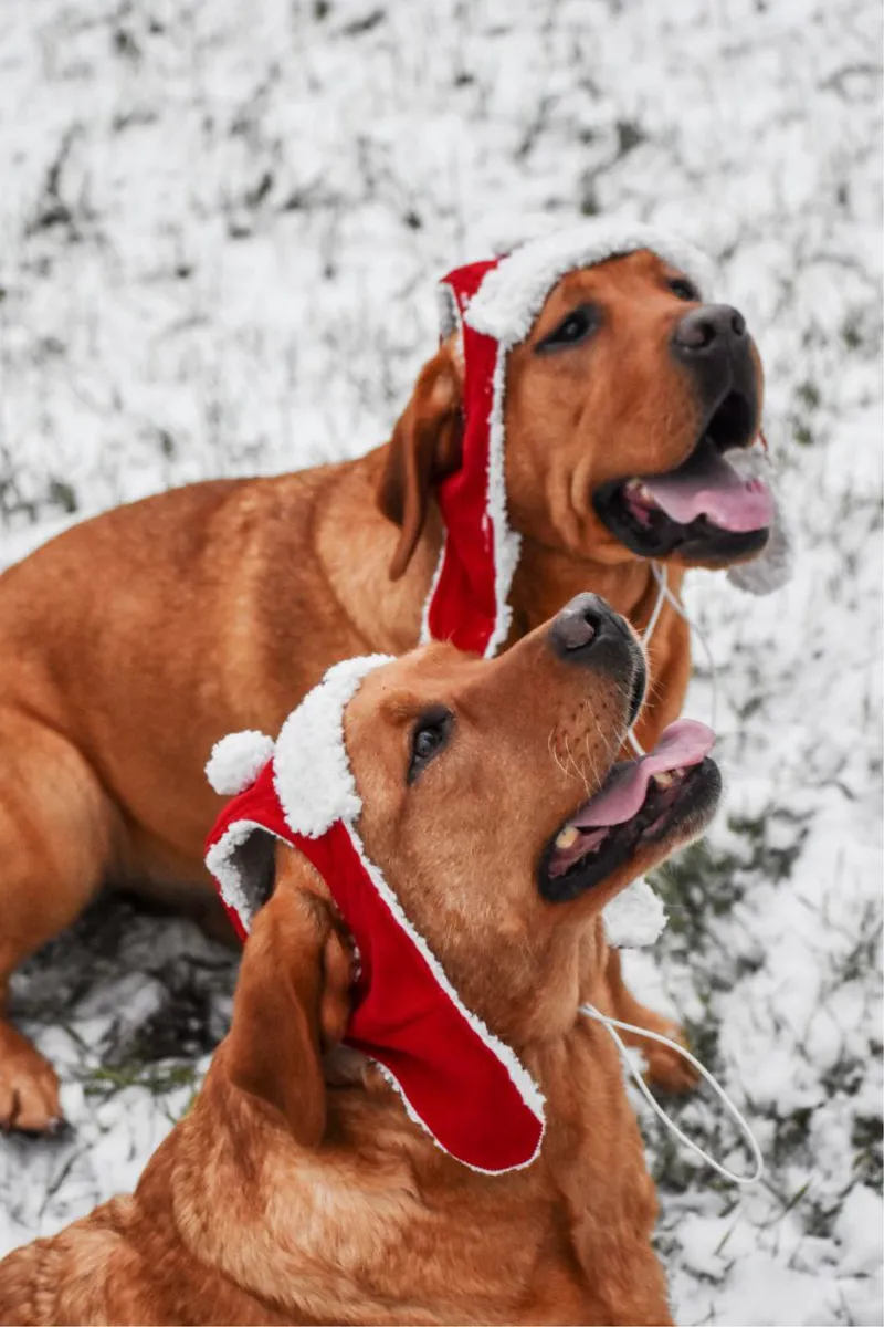 Шапка-вушанка для собак Hat-Dog Новорічна — фото 8