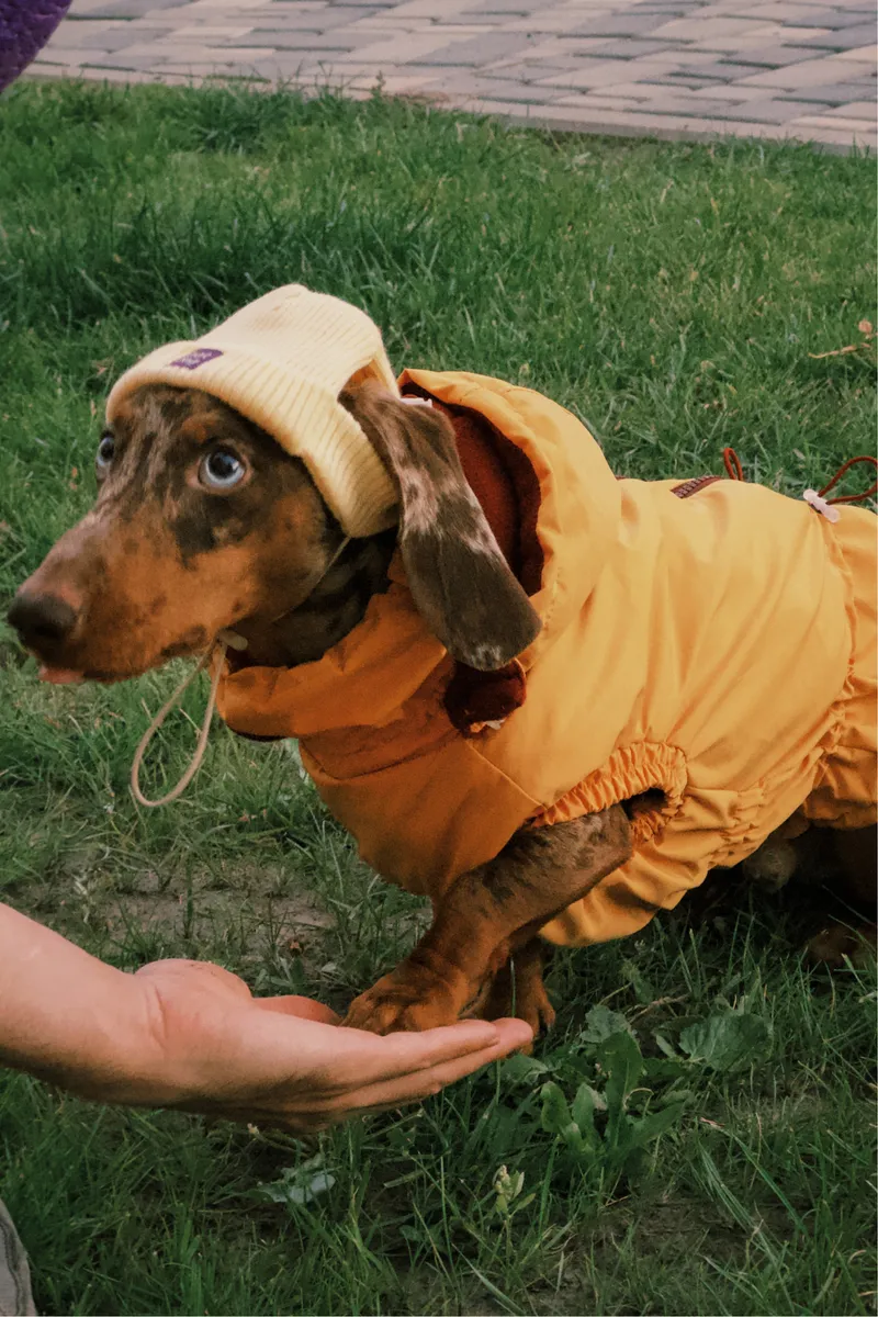 Шапка для собак Hat-Dog жовта — фото 5