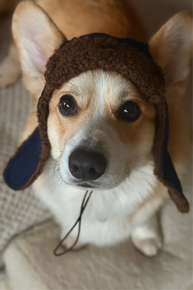 Шапка-вушанка для собак Hat-Dog Какао — фото 7