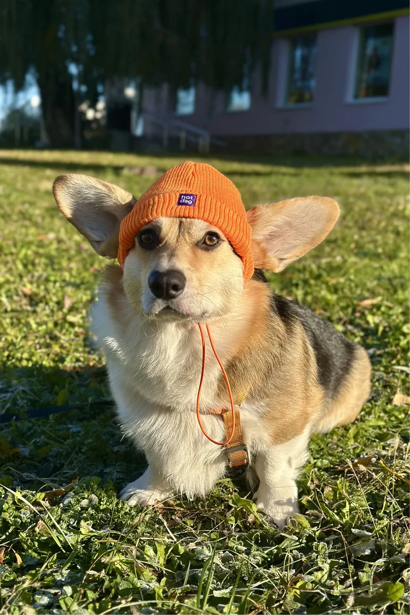 Шапка для собак Hat-Dog помаранчева — фото 7