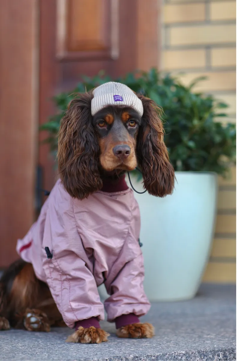 Шапка для собак Hat-Dog бежева — фото 2