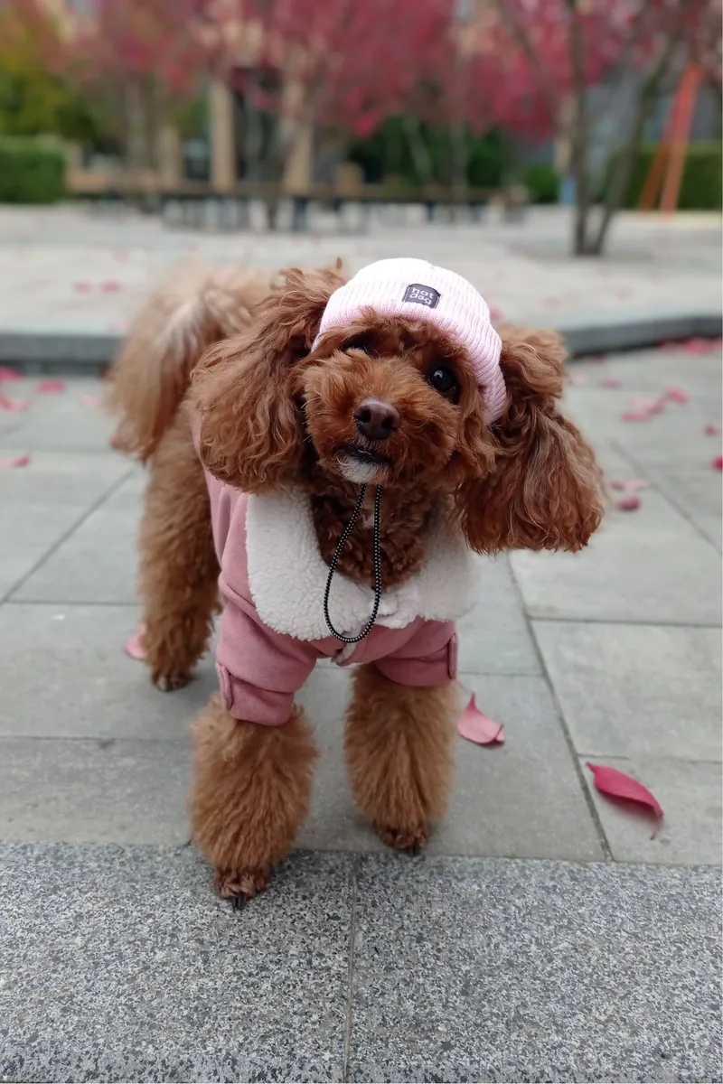 Шапка для собак Hat-Dog рожева — фото 5