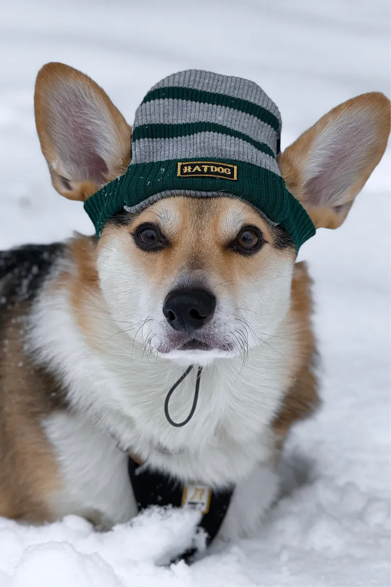 Шапка для собак Hat-Dog Слизерин — фото 6