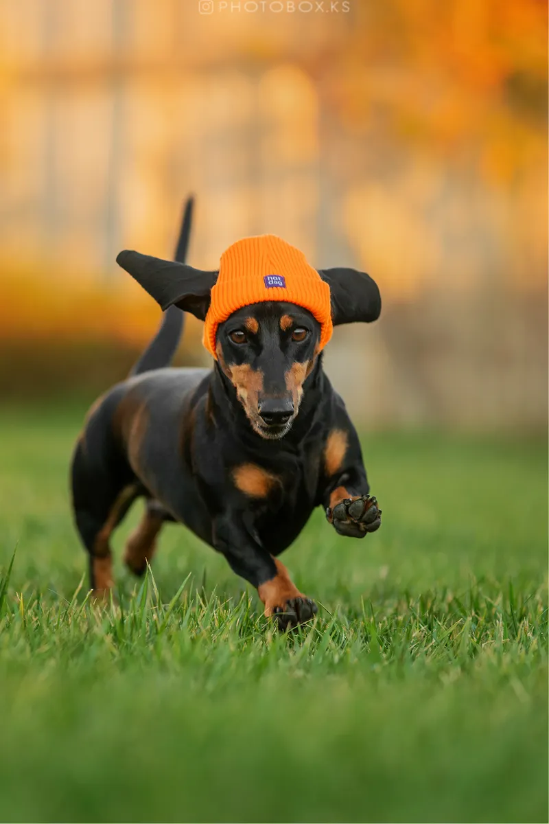 Шапка для собак Hat-Dog помаранчева — фото 3